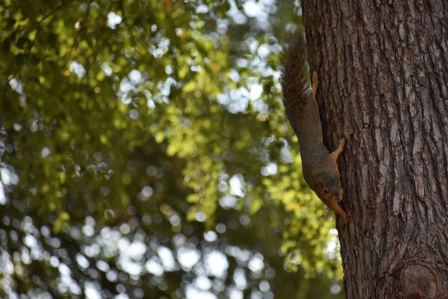 两种篮球文 两种篮球文