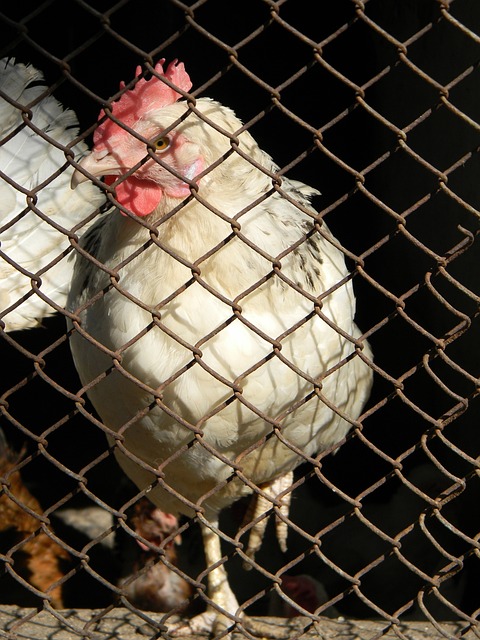 的文化交流 的文化交流